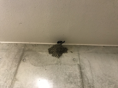 城ヶ島のトイレに営巣するツバメ