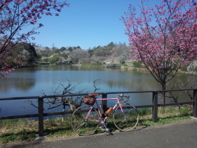 三ツ池の桜