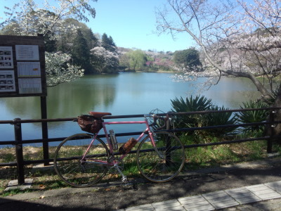 三ツ池の桜