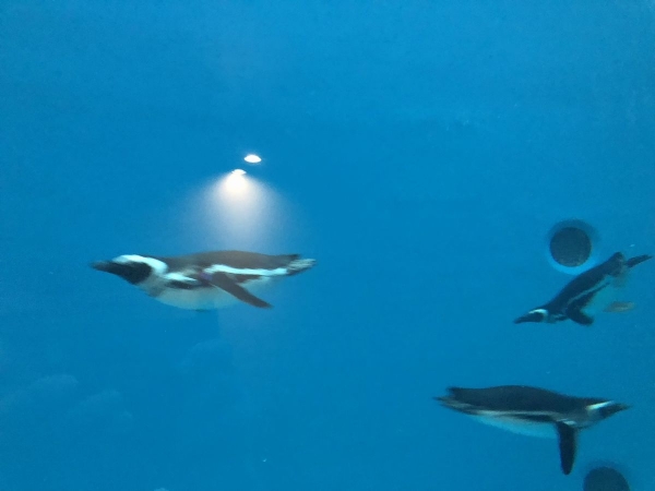 2018-06-26 泳ぐペンギン