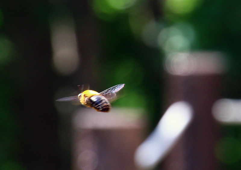 蜂蜂