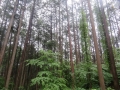 雨の檜林