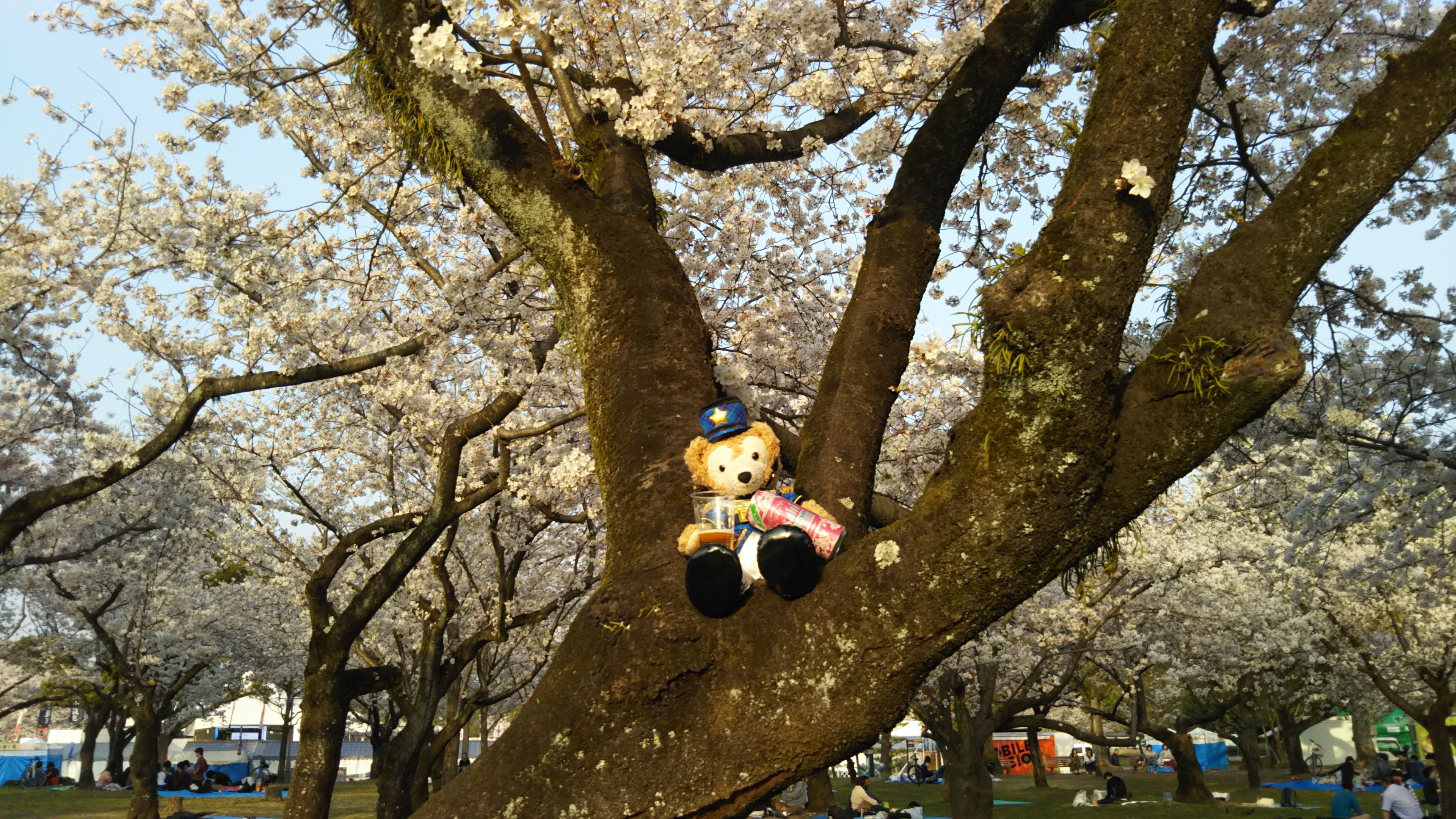 DSC_1356 駿府城公園 桜の樹上でスーパードライを Duffy 0329
