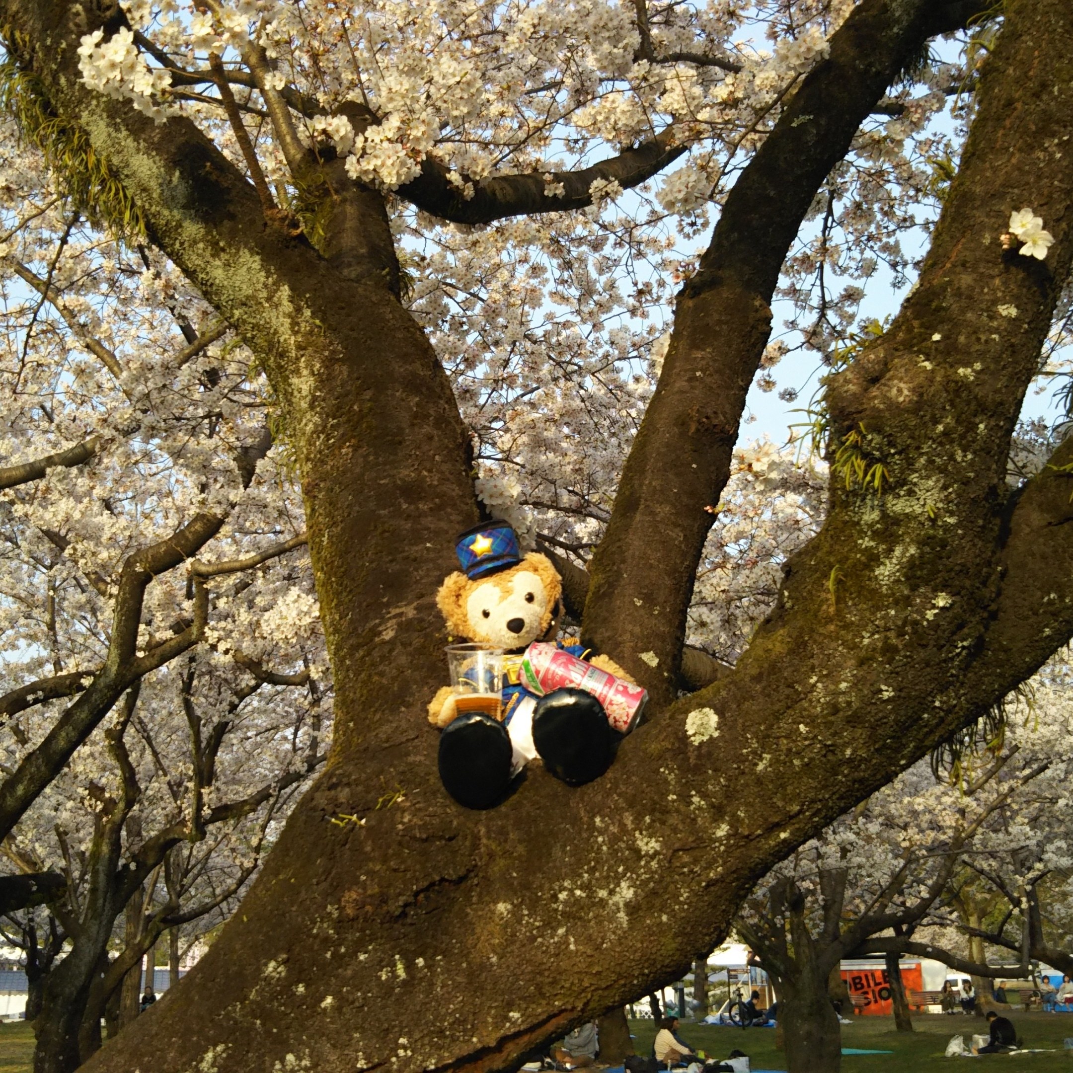 インスタ　駿府城公園 桜の樹上でスーパードライを Duffy 0329