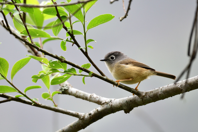 阿里山の野鳥たち（５）