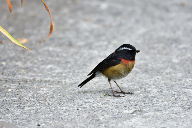 阿里山の野鳥たち（４）