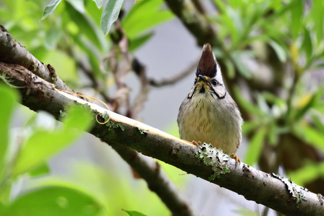阿里山の野鳥たち（８）