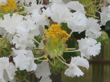 サルスベリの花ひとつ (1)