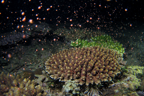 サンゴの産卵　2012年-4