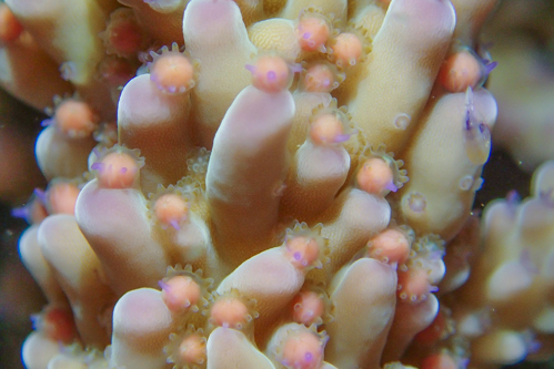 サンゴの産卵　2013年-1