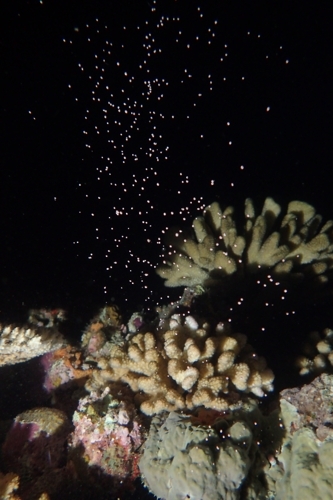 サンゴの産卵　2015年-2