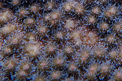 サンゴ産卵　2018　④