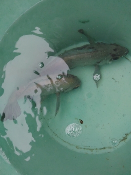 釣れた