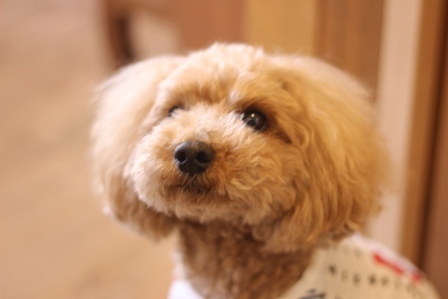 20180408ruru.jpg