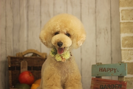 20180625purin2.jpg