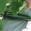 new cucumber