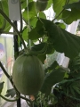 16 July melon