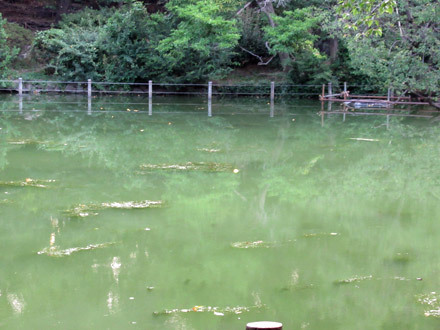 井の頭池が緑色