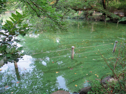 井の頭池が緑色