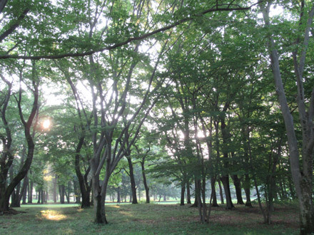 朝の野川公園