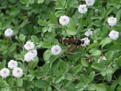 フトモンアシナガバチ