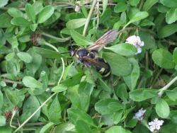 フトモンアシナガバチ