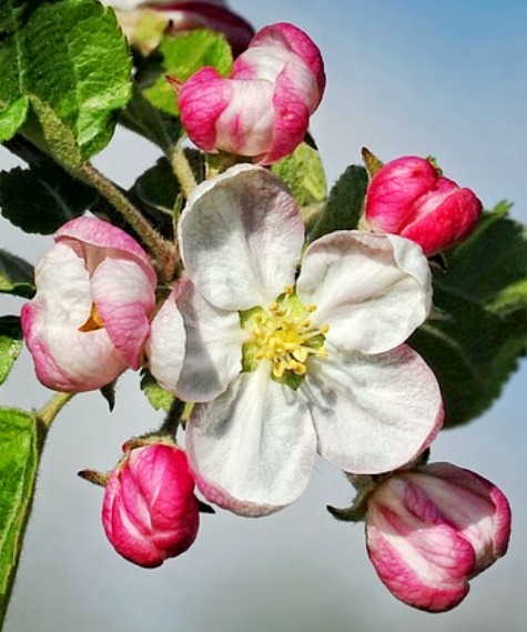 apple-blossom-694721_960_720-3.jpg
