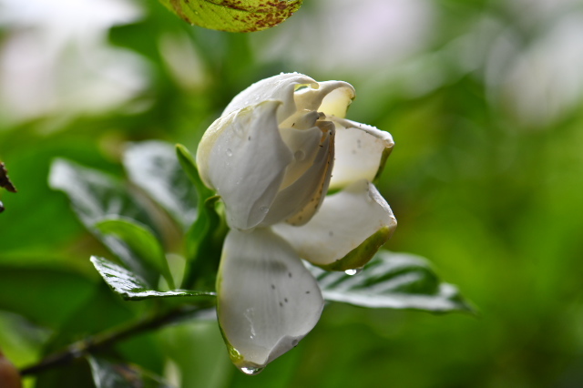 八重咲きのクチナシの花-05