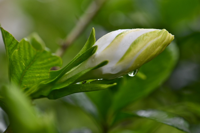 八重咲きのクチナシの花-01