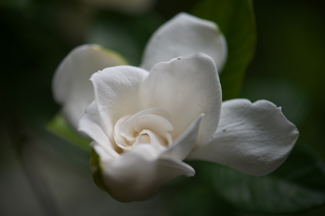 八重咲きのクチナシの花-02