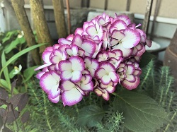 KONOHA紫陽花 (1)