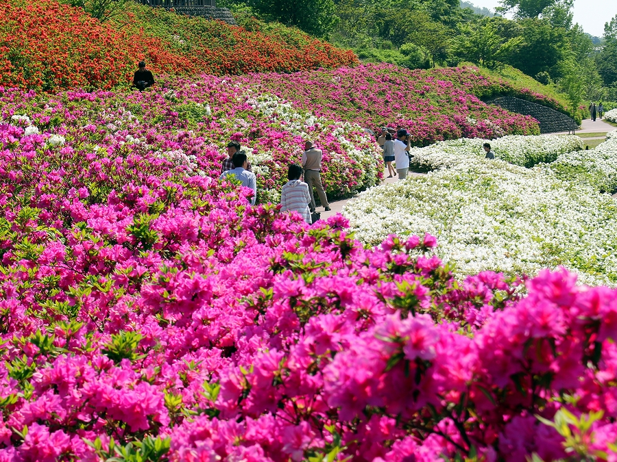 大乗寺丘陵公園のつつじ園 14 株が咲く金沢の新しいツツジ名所 金沢市内
