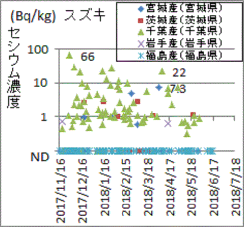 近県では見つかっても福島産スズキからは見つからないセシウム