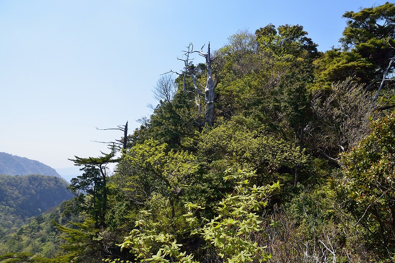 鷹ノ巣山 (26)