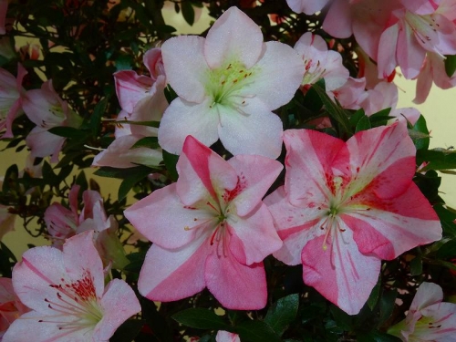 新生DSC04264