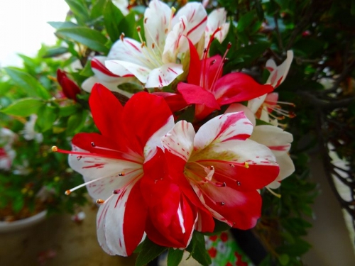 千裕DSC04219