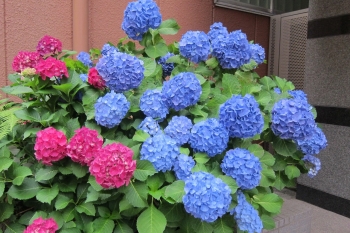紫陽花IMG_0792