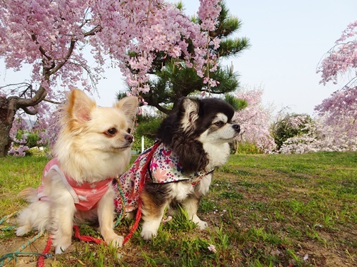 枝垂れ桜の公園散歩♪