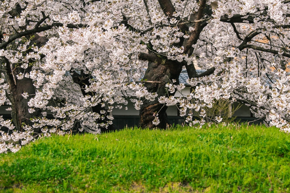 宝光寺の桜