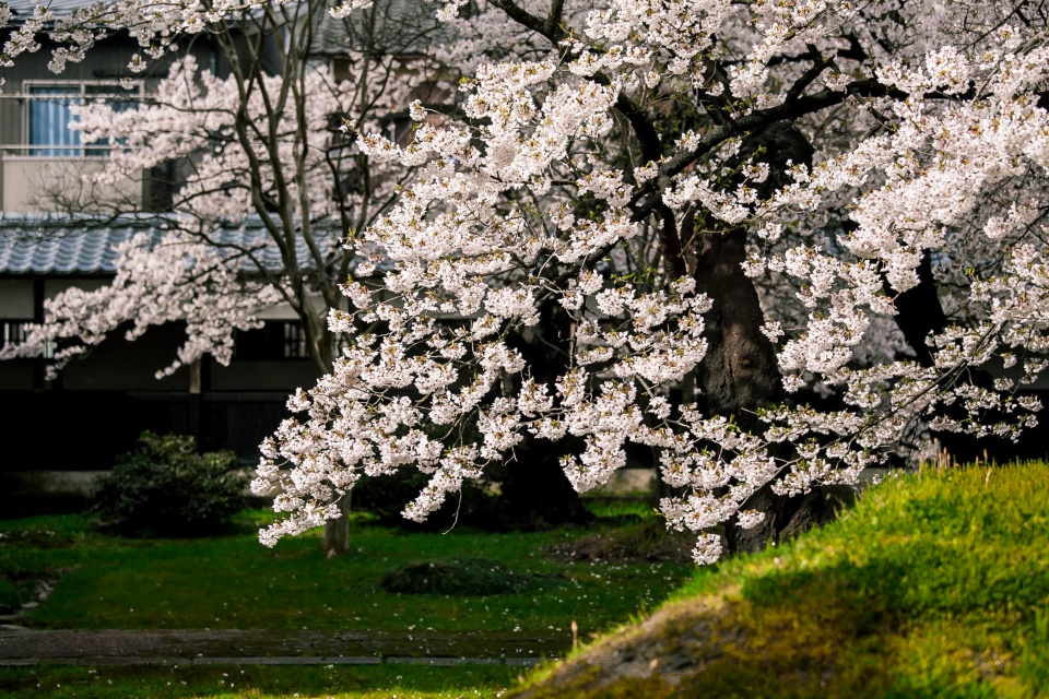 宝光寺中庭の桜