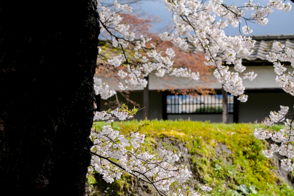 宝光寺の桜