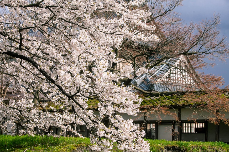 宝光寺の桜と庫裡