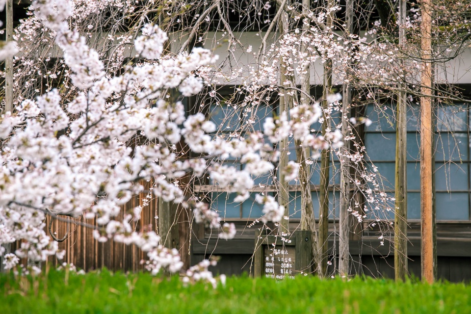 ソメイヨシノと枝垂れ桜