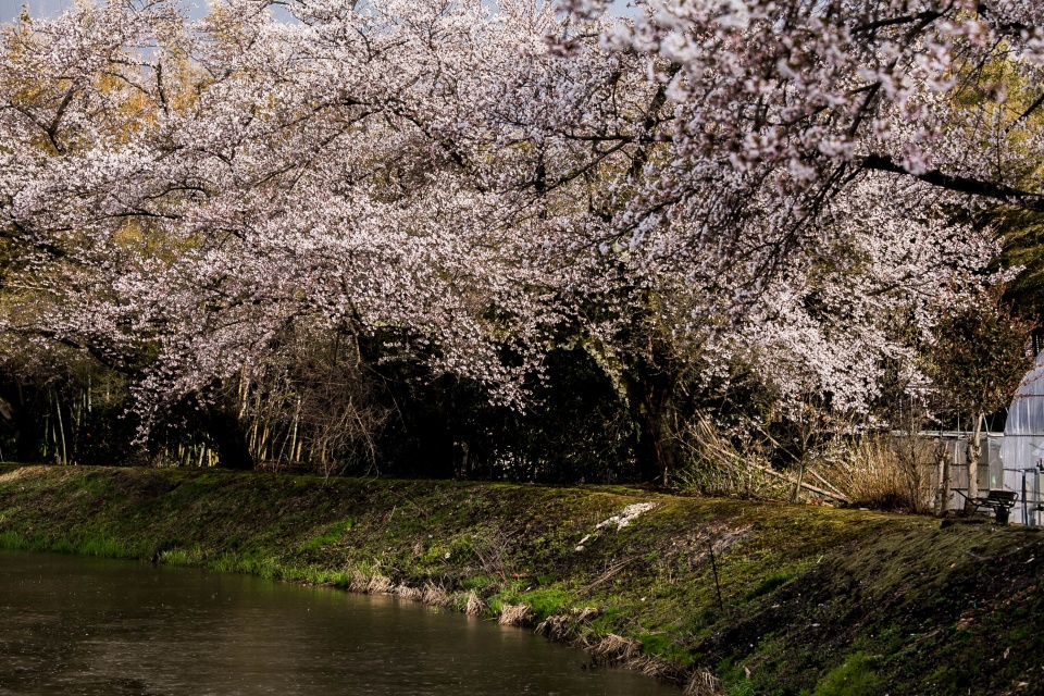 太田川の桜