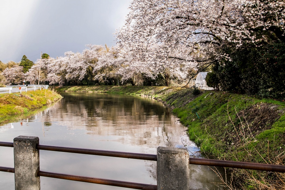 太田川端の桜並木