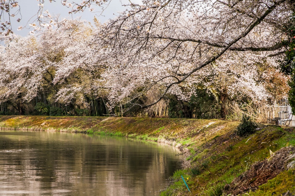 川端の桜並木