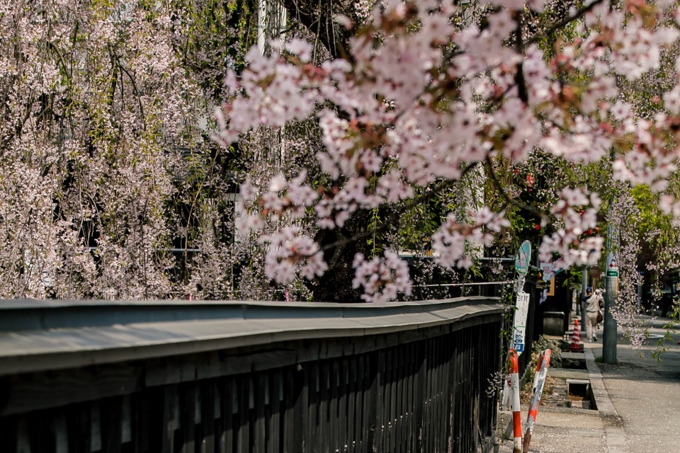 黒塀と桜の角館