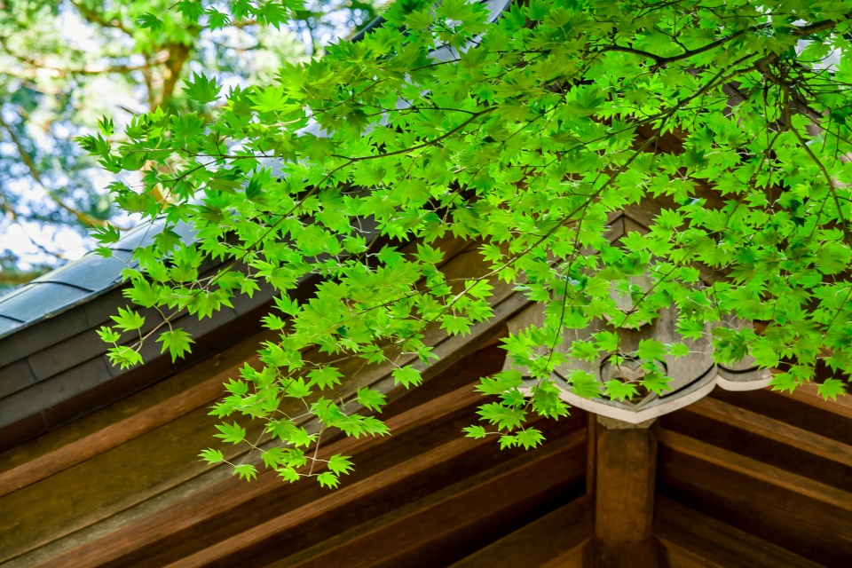 彌彦神社の緑