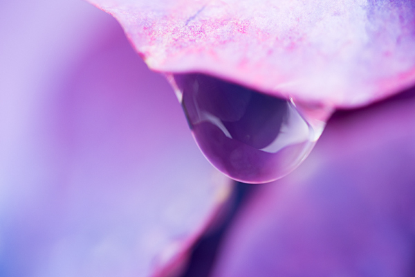 性海寺アジサイ紫と雨粒