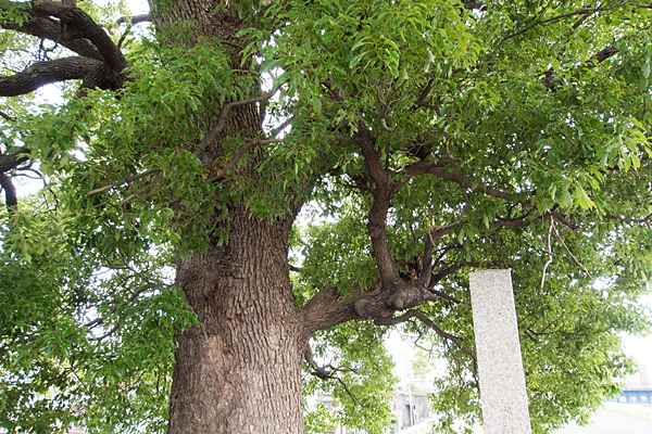 枇杷島神明社白山社合殿境内の木